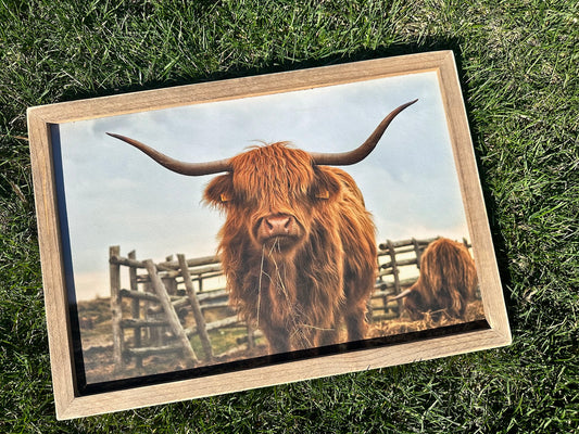 Highland cow matte canvas wood framed sign